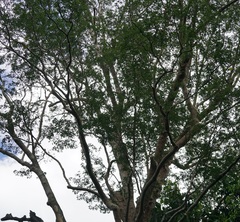 (c) Tim, some rights reserved (CC BY) Koompassia excelsa, photograph (c) Tim, some rights reserved (CC BY)