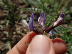 Astragalus cruckshanksii