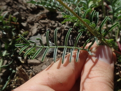 Astragalus cruckshanksii