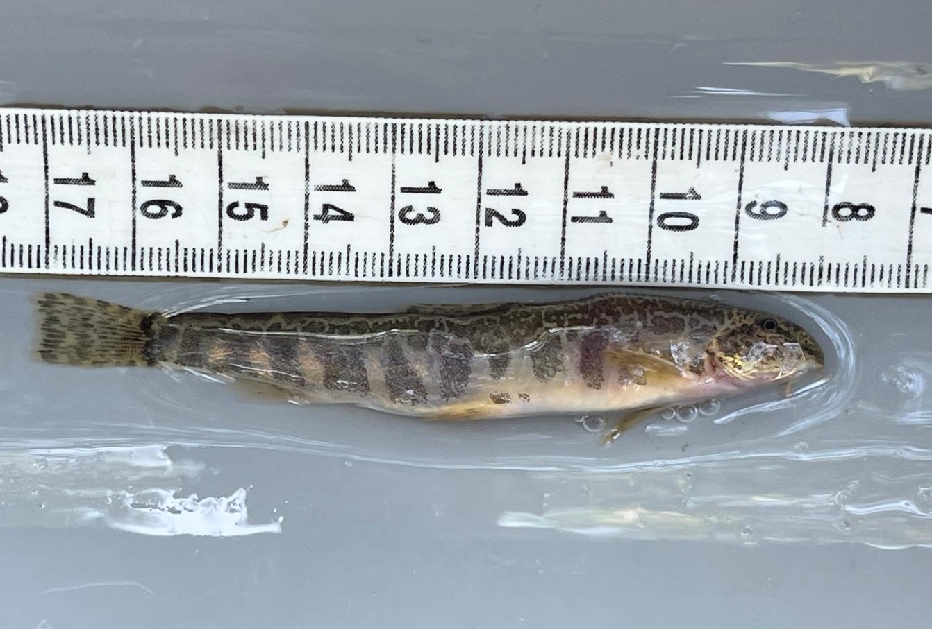Bulgarian Golden Loach photo 2