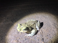 Rhinella granulosa