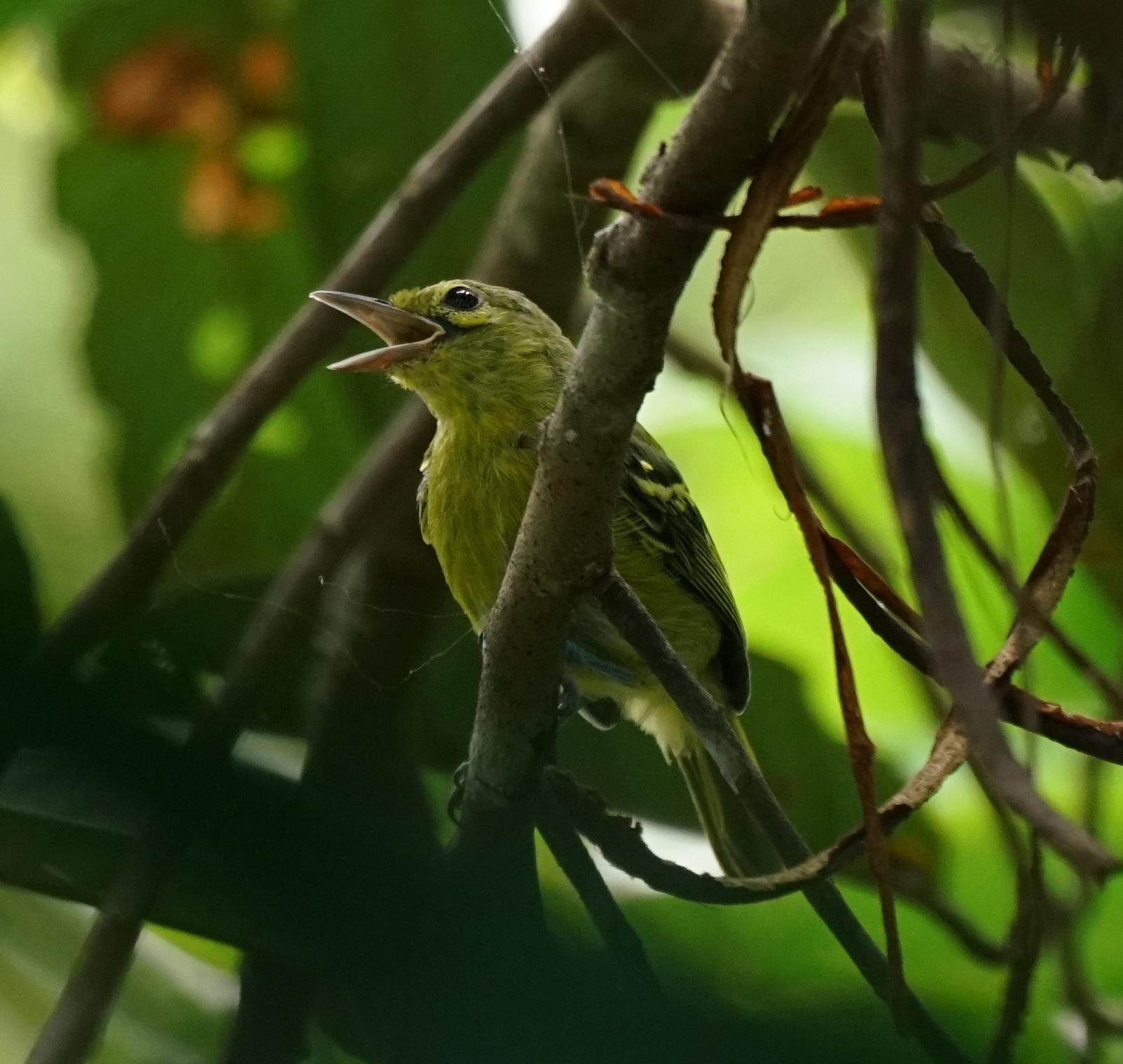 Green Iora (Aegithina viridissima), photo 2