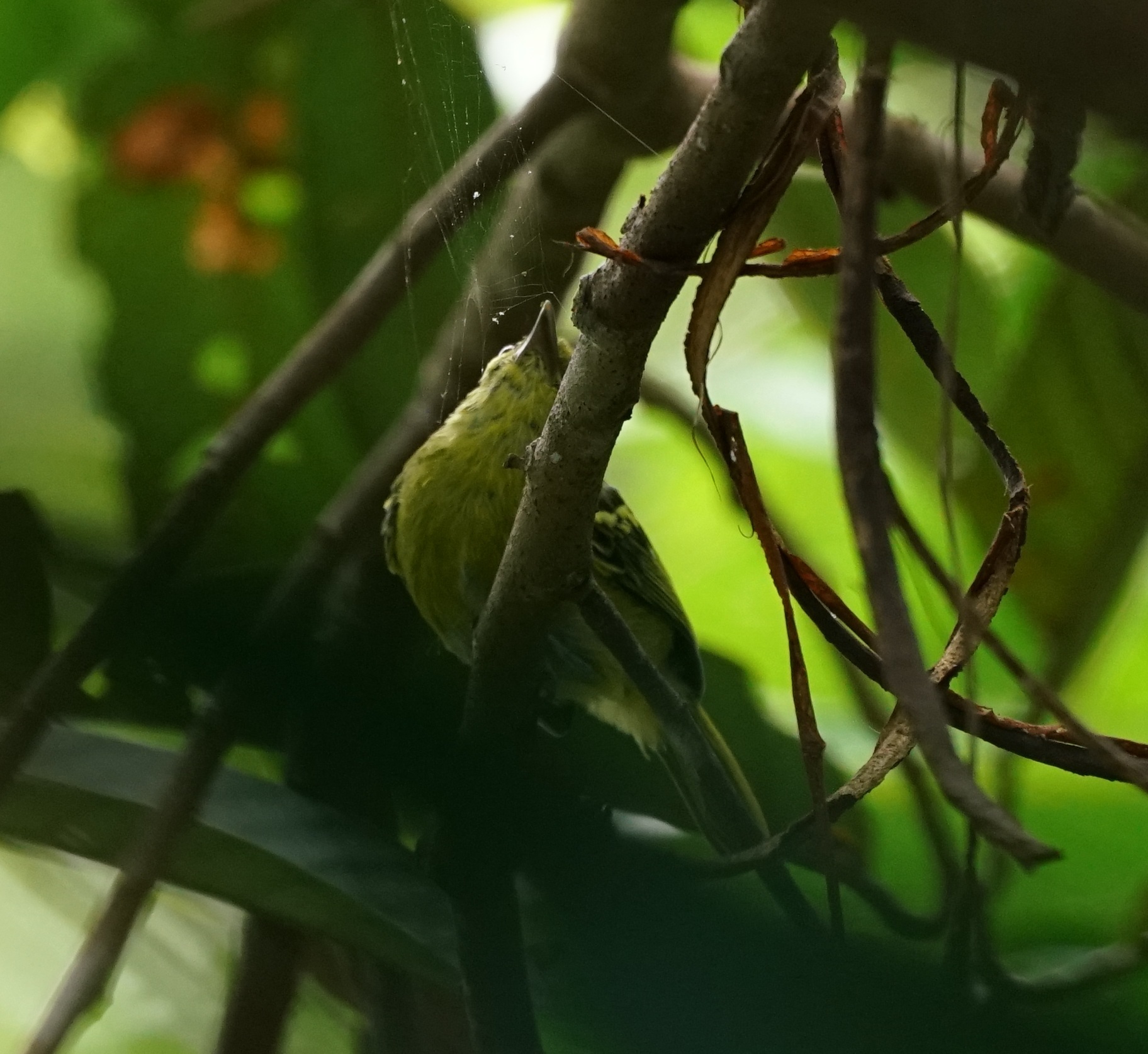 Green Iora (Aegithina viridissima), photo 10