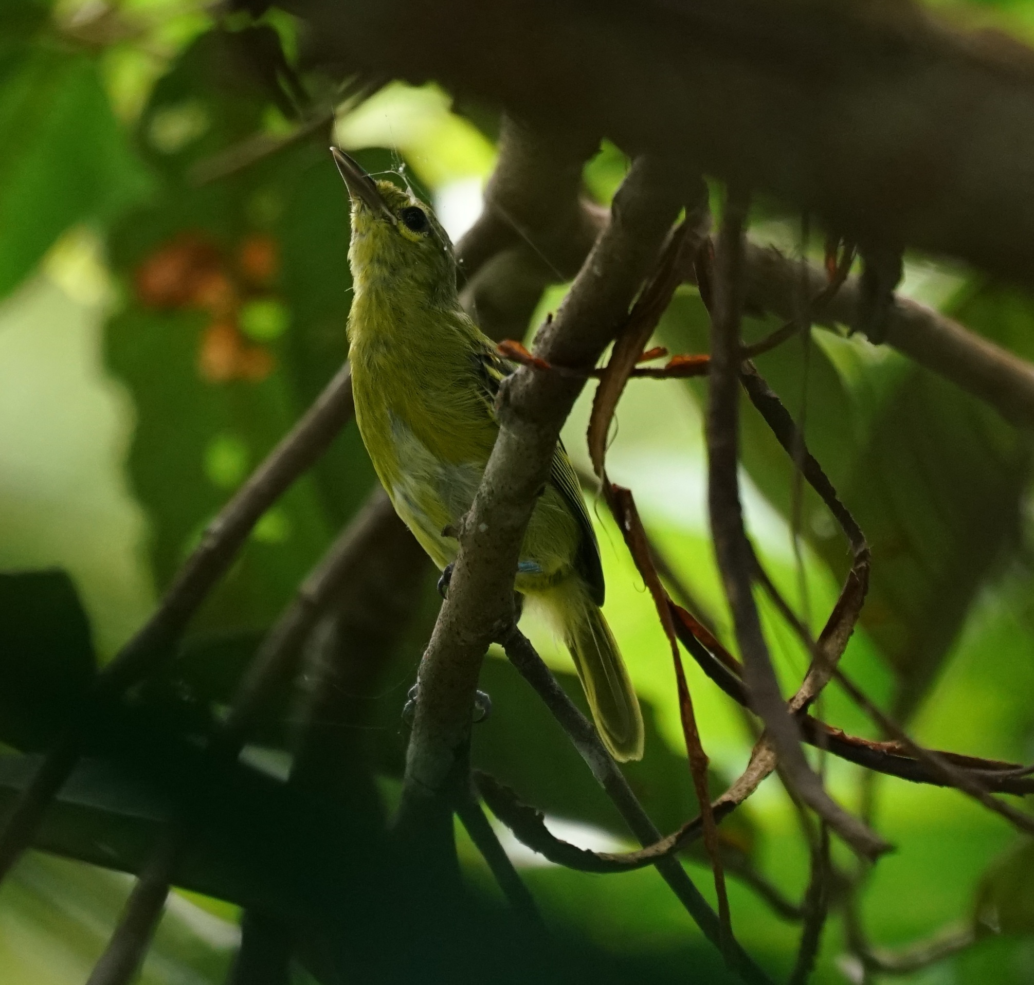 Green Iora (Aegithina viridissima), photo 3