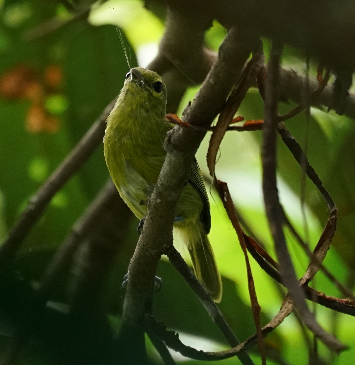 Green Iora (Aegithina viridissima), photo 9