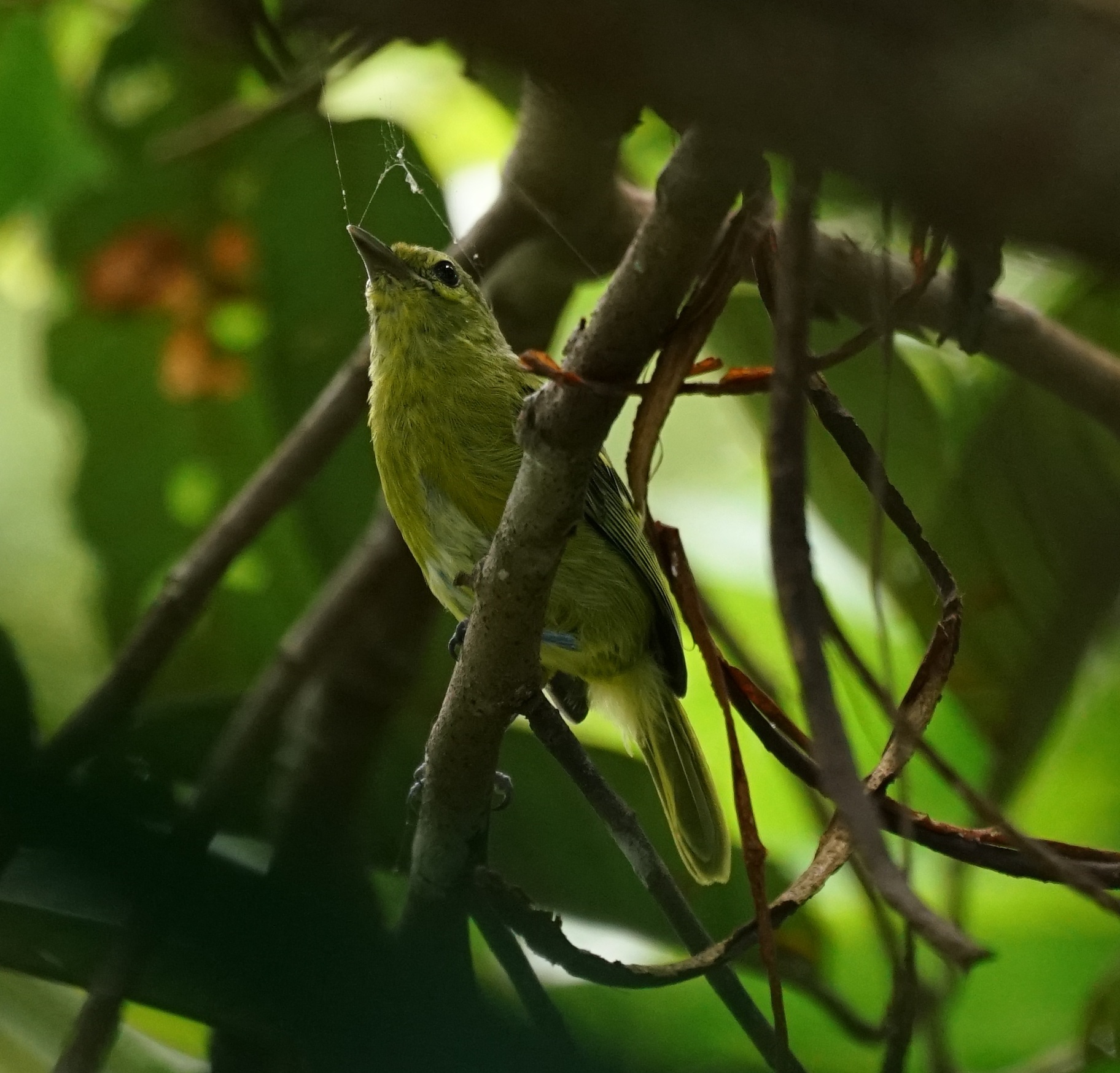 Green Iora (Aegithina viridissima), photo 8