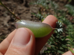 Astragalus cruckshanksii
