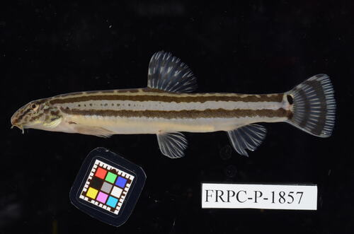 Striated spiny loach (Cobitis striata) — Cobitidae — 3
