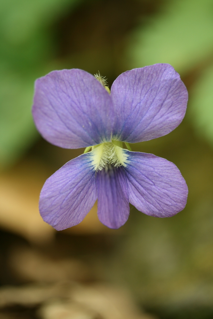 Common Blue Violet (Wildflowers of the Preserve at Shaker Village