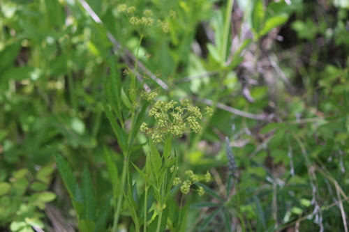 Western Sweet-cicely (Osmorhiza occidentalis)