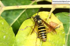 Vespula koreensis