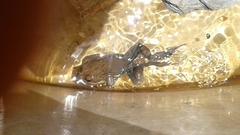Limnodynastes dumerilii dumerilii