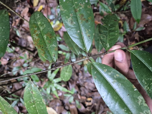Gynotroches axillaris observed 2025-11-16