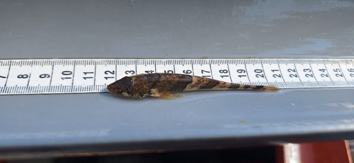Streber (Zingel streber) — Percidae — 3
