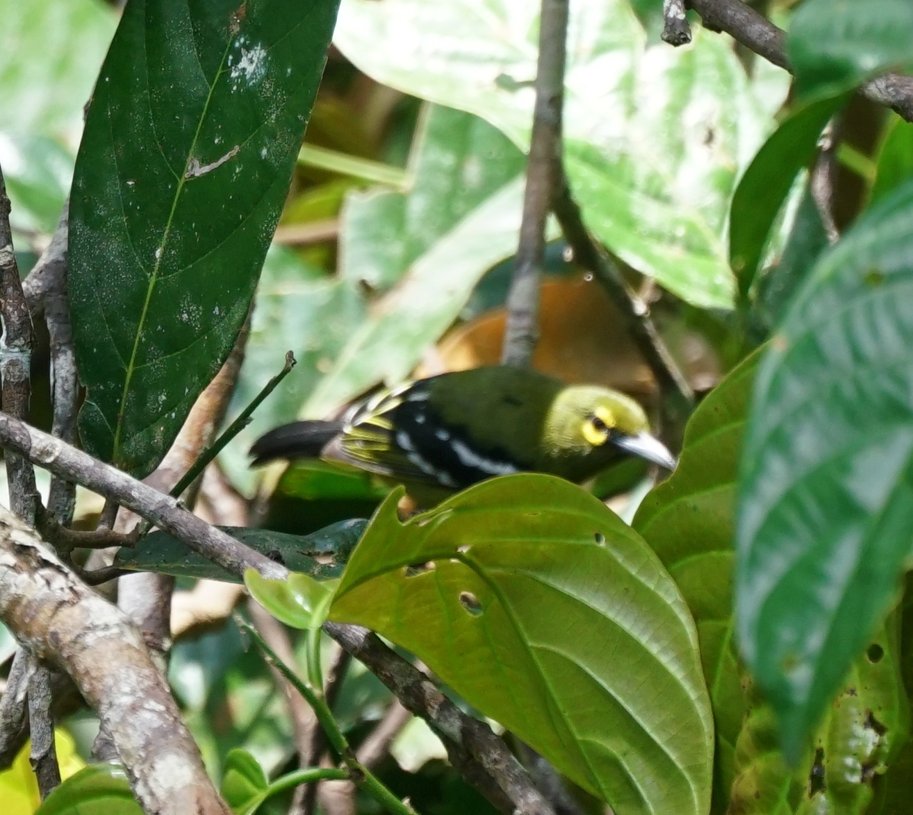 Green Iora (Aegithina viridissima)