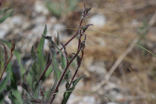 western hawkweed (Hieracium scouleri)