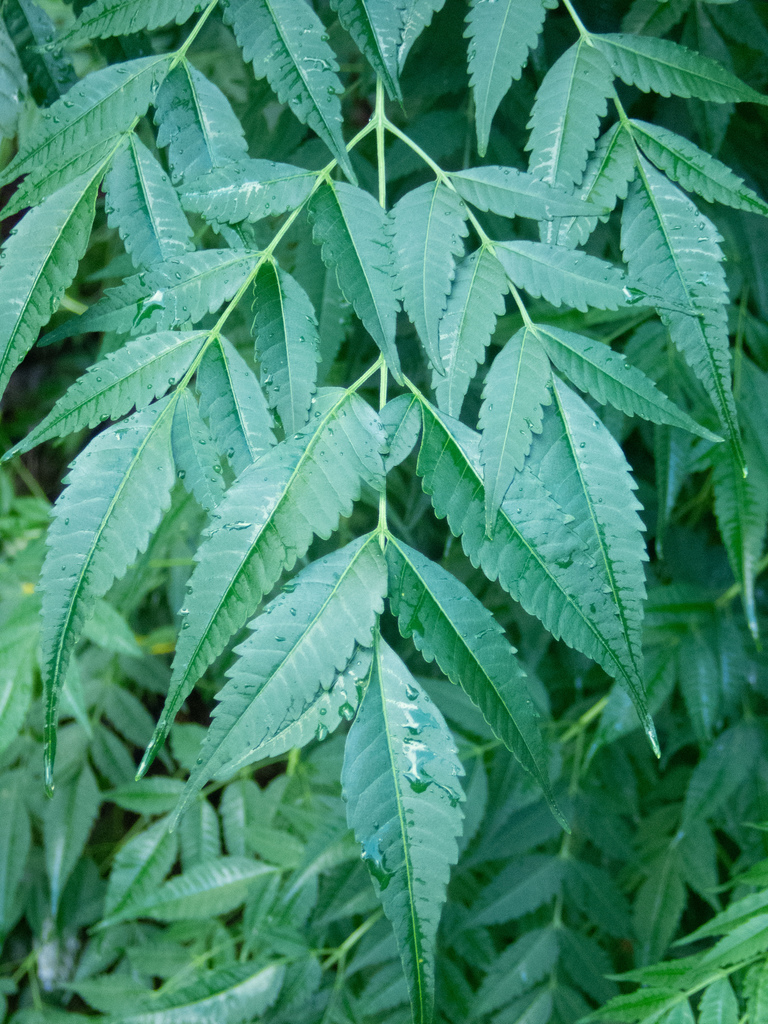 Árbol del Paraíso (Melia azedarach) · NaturaLista Mexico