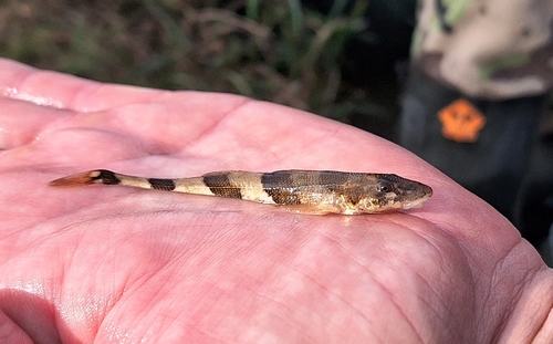 Danube streber (Zingel streber) — Percidae