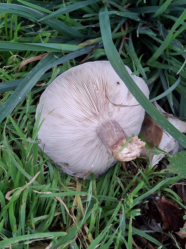 Collybia personata · December 2025 · photo: © ra_teo (iNaturalist, cc-by)