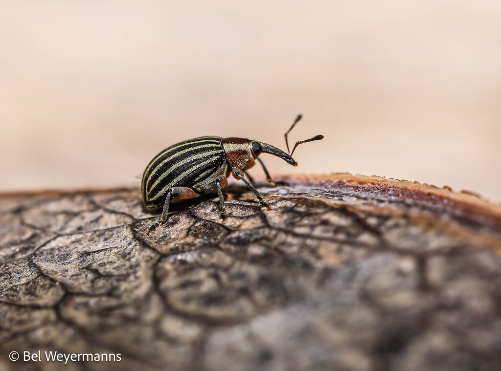 Anchylorhynchus vittipennis