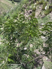 Senna birostris, photograph (c) Facundo Chieffo, some rights reserved (CC BY)