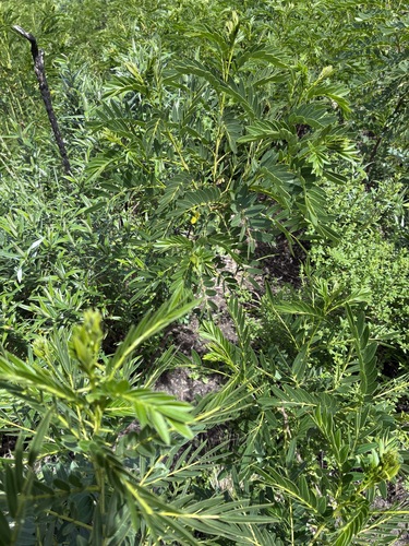 Senna birostris, photograph 6