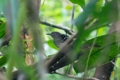 Hylophylax punctulatus