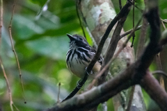 Hylophylax punctulatus