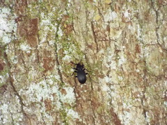 Carabus