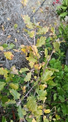 Quercus × subconvexa