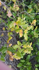 Quercus × subconvexa