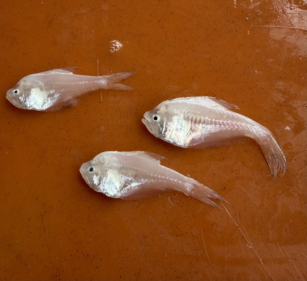 Indische kraamvis (Kurtus indicus) — Kurtidae