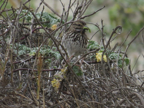iNaturalist observation photo of Belding's Sparrow