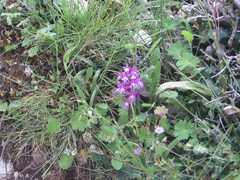 Orchis quadripunctata