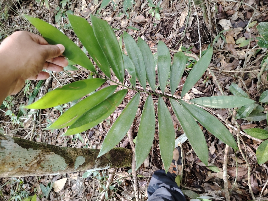 Zamia prasina; photograph (c) josebarrientos, some rights reserved (CC BY)