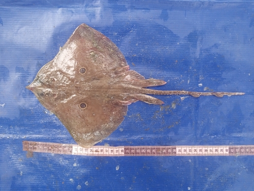 African Brown Skate