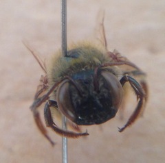 Xylocopa viridis