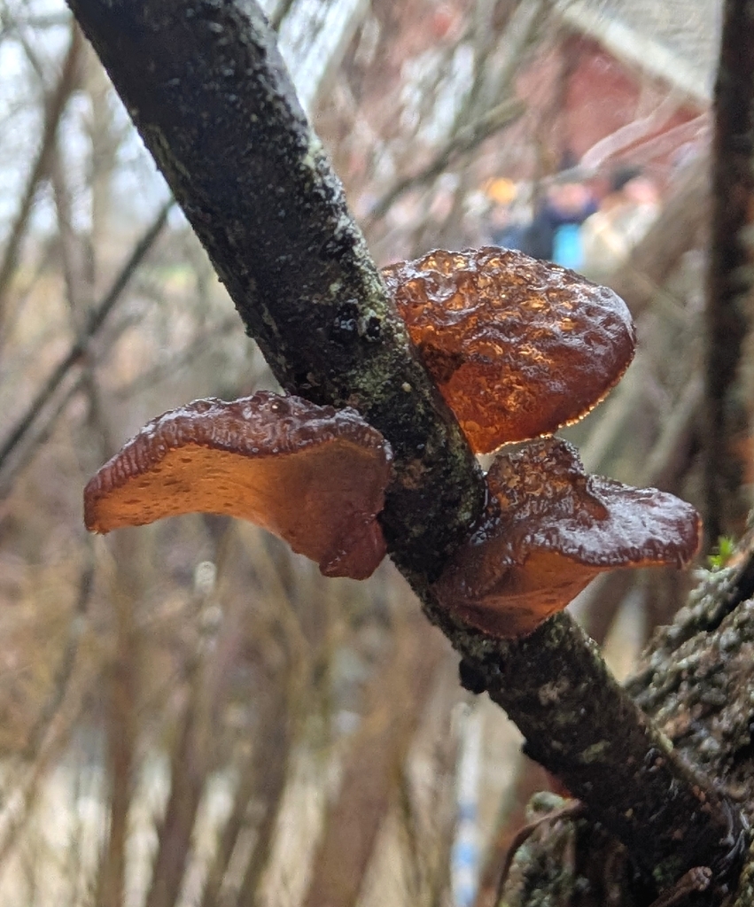 Exidia recisa · December 2025 · photo: © wiljame (iNaturalist, cc-by)