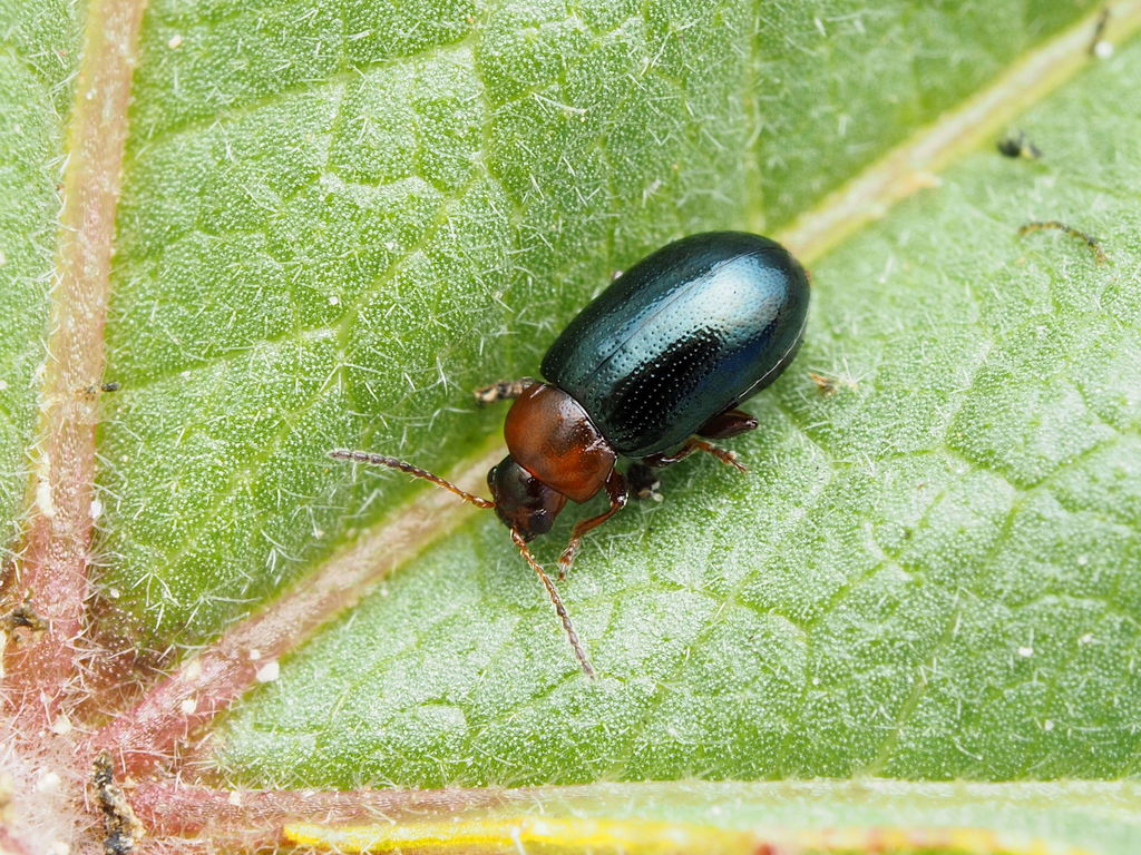 Podagrica malvae