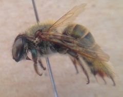 Xylocopa viridis