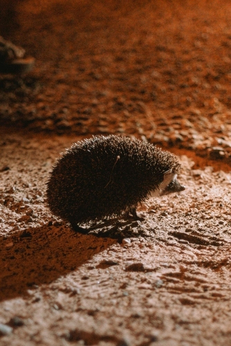 Desert Hedgehog
