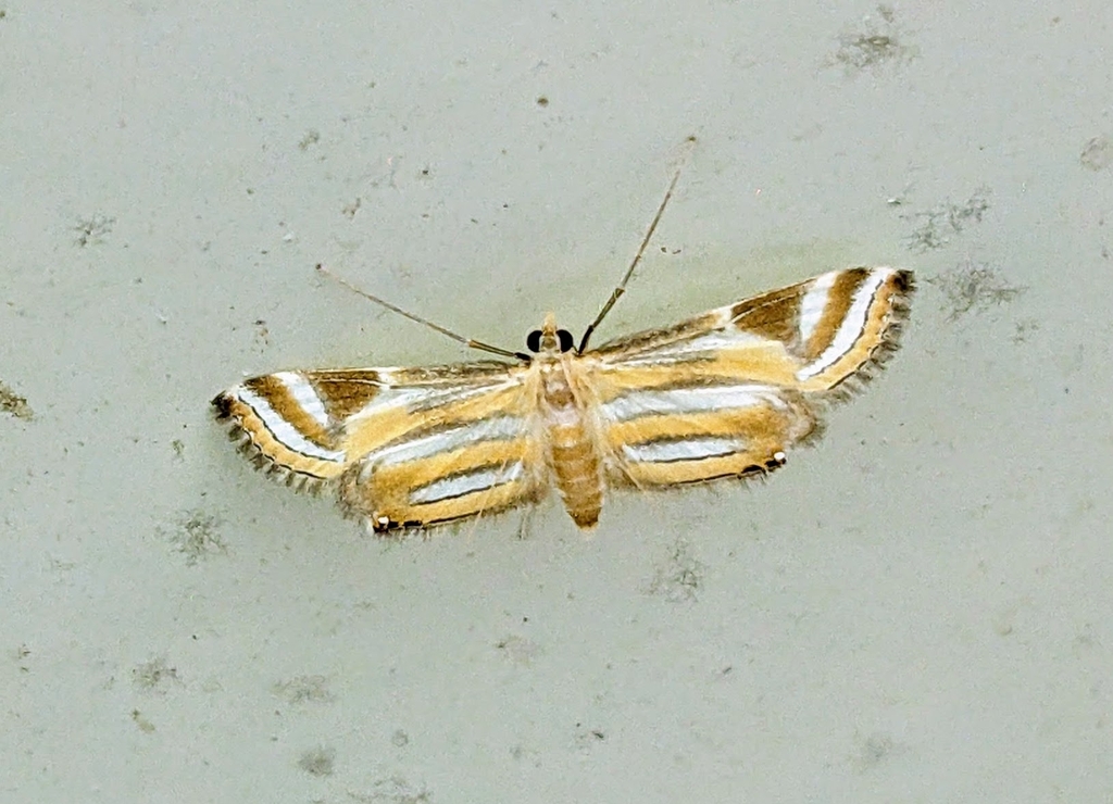Eoophyla adjunctalis