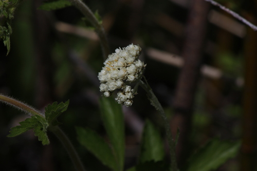 Handsome Pussytoes (Antennaria anaphaloides)