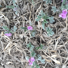 Astragalus tridactylicus