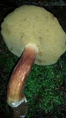 Boletus fibrillosus