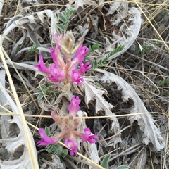 Astragalus shortianus