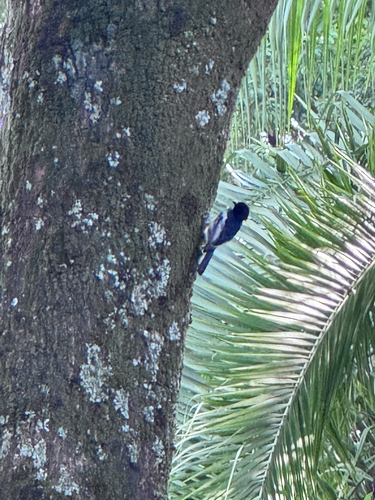 White-bellied Tit (Melaniparus albiventris), photo 3