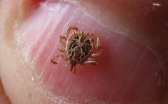 Amblyomma cajennense