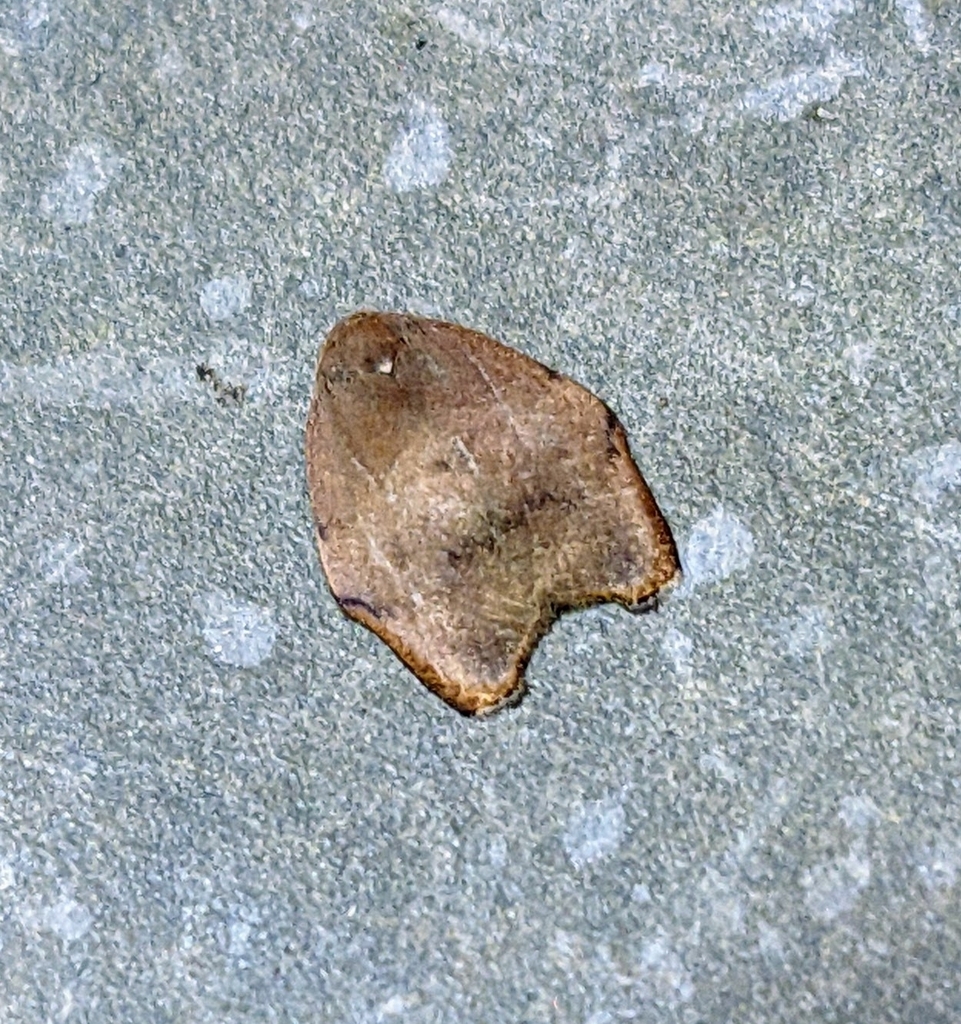 Macaduma cinnamum