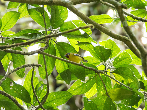 Trilling Shrike-babbler (Pteruthius aenobarbus), photo 10